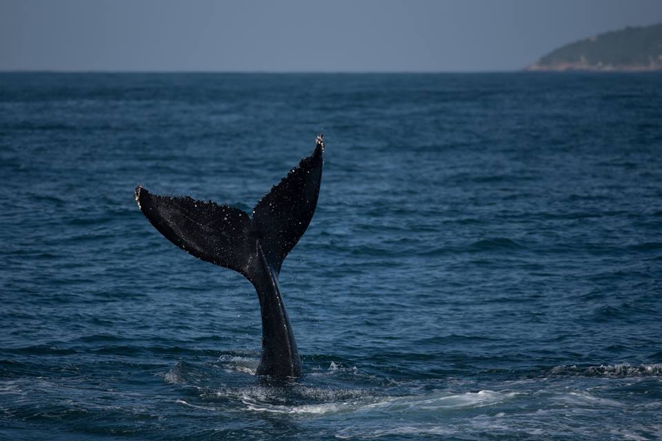 Semana de Vela de Ilhabela. Foto: Julio Cardoso